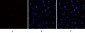 eIF2α (phospho Ser51) Polyclonal Antibody